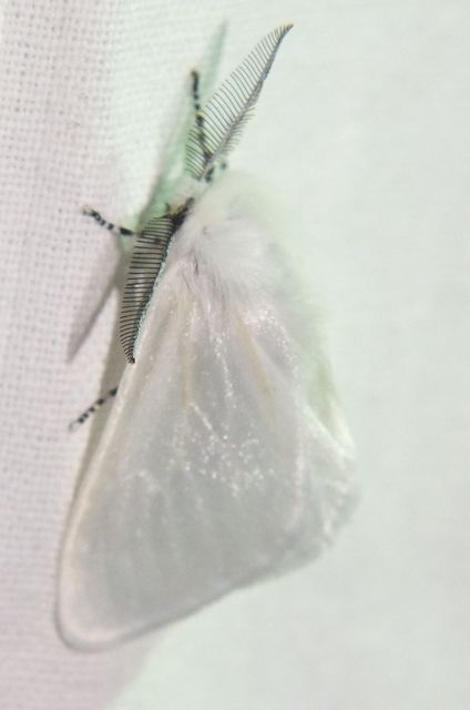 Leucoma salicis - fűzfaszövő
