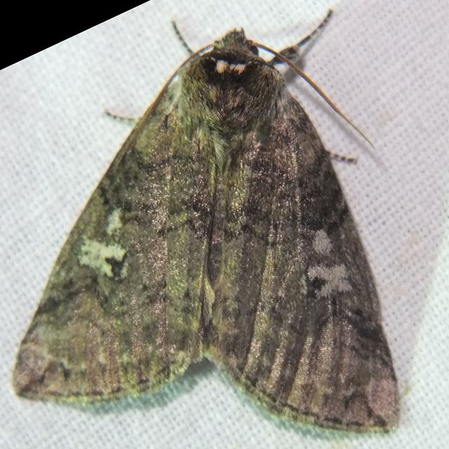 Tethea or - bélyeges pihésszövő