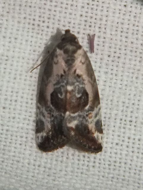 Hapalotis venustula - rózsaszínű mázasbagoly