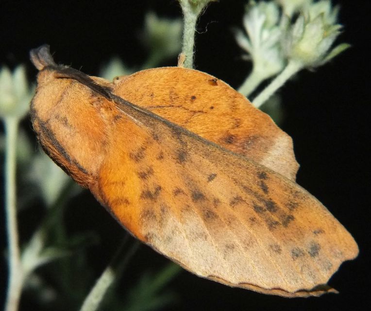 Gastropacha populifolia - sárga pohók