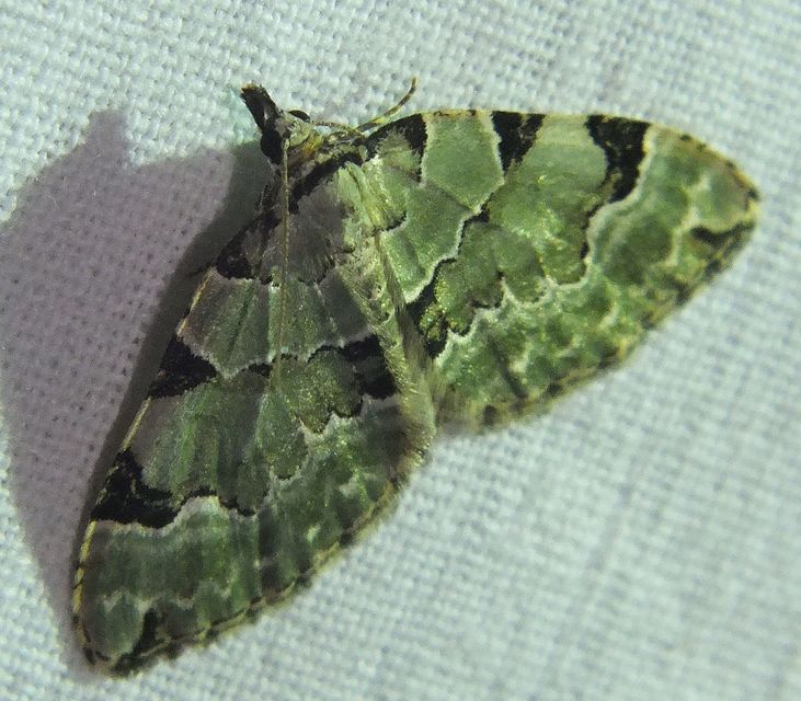 Colostygia pectinataria - zöld levélaraszoló