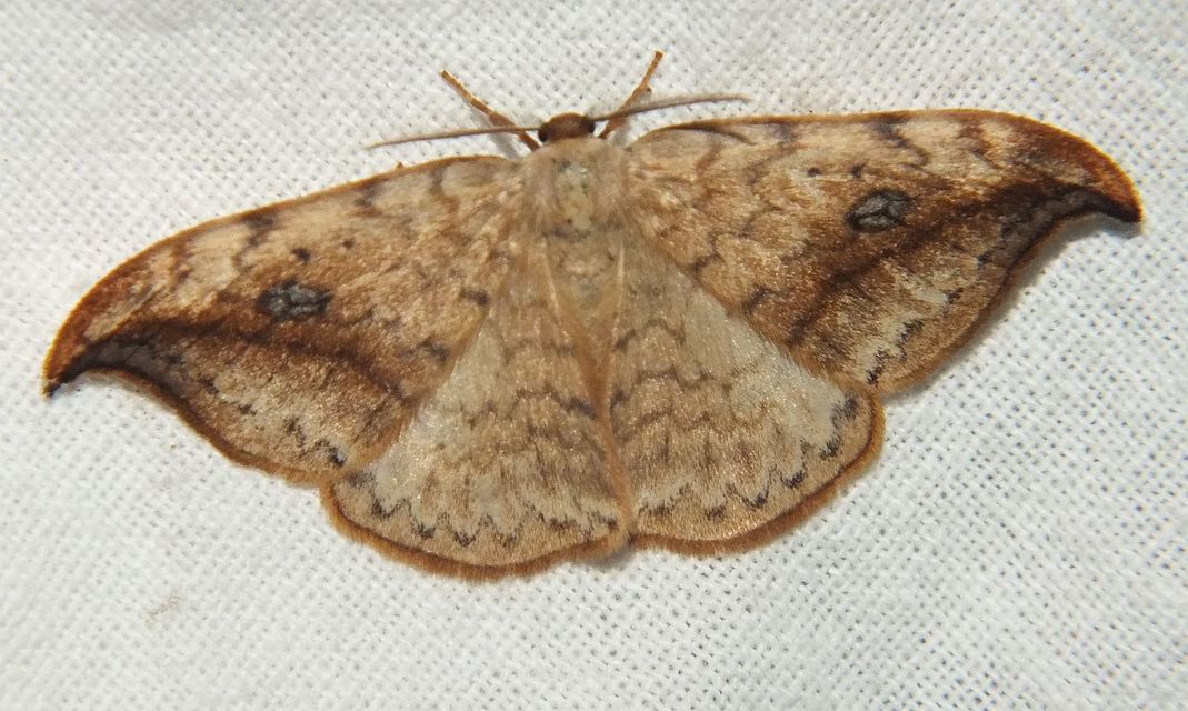 Drepana falcataria - nyárfa-sarlósszövő