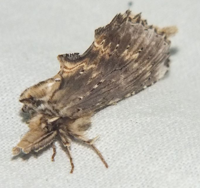 Pterostoma palpina - csőrös púposszövő
