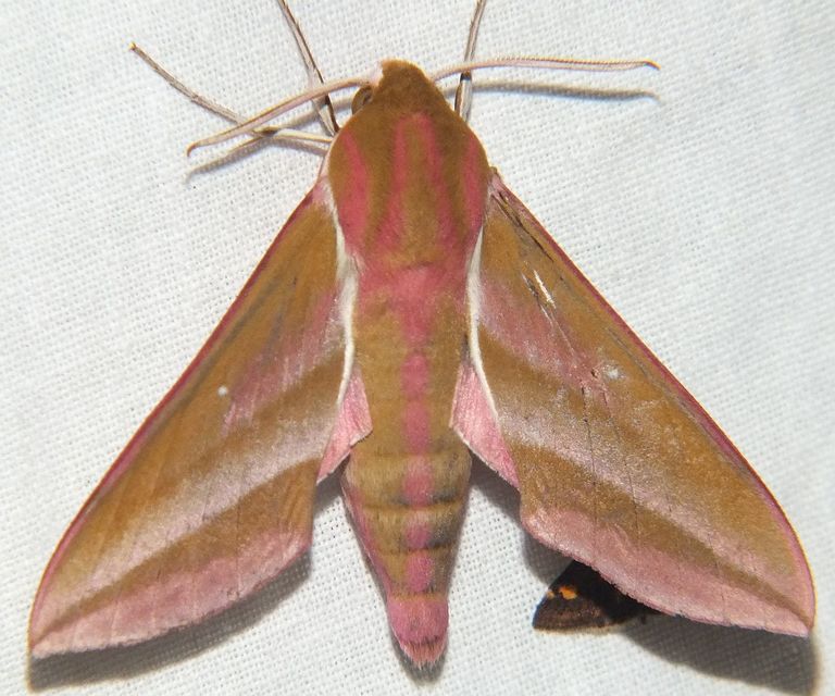 Deilephila elpenor - szőlőszender
