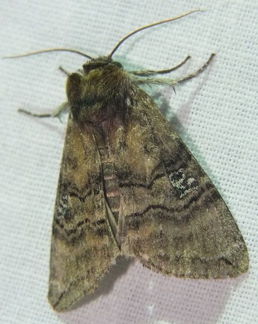 Tethea ocularis - pápaszemes pihésszövő