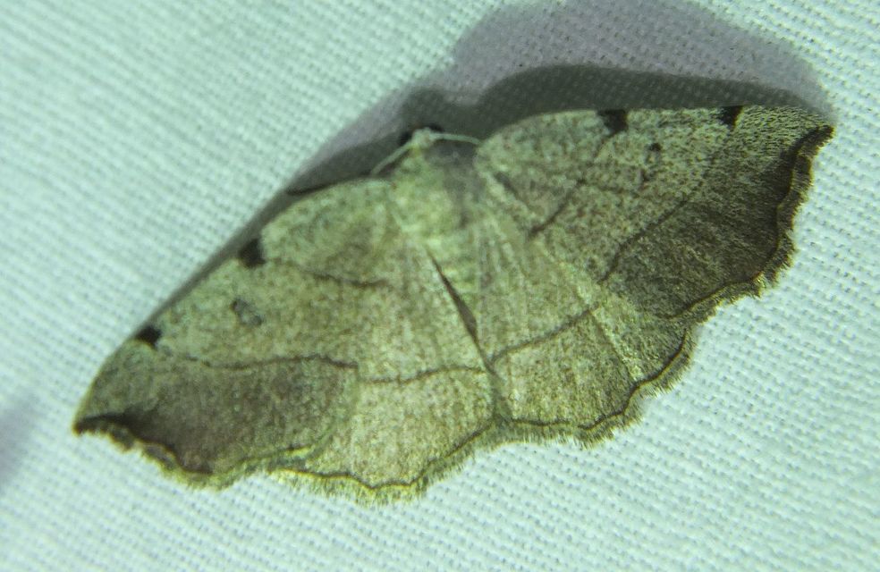 Eilicrinia trinotata - háromjegyű araszoló