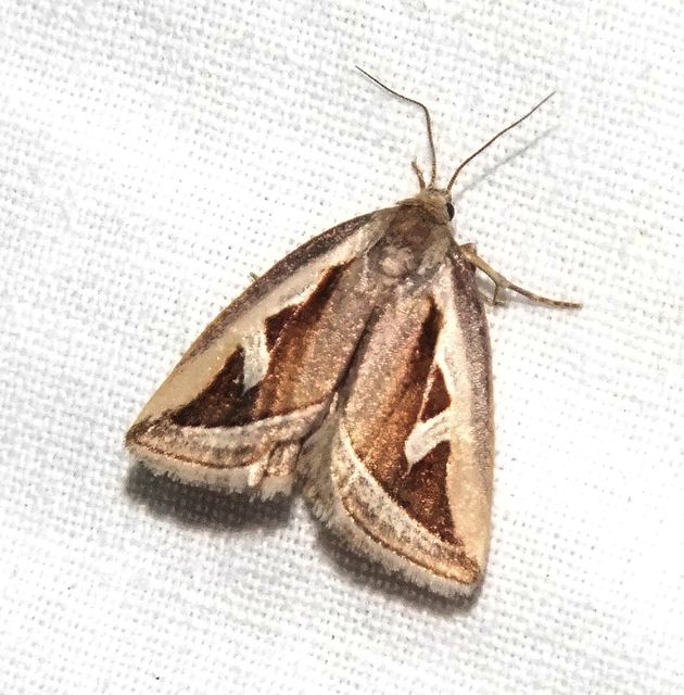 Deltote uncula - lápi apróbagoly