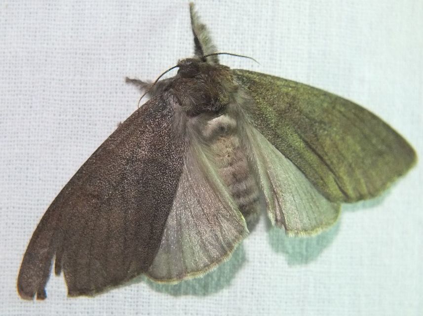 Calliteara pudibunda - hamvasszövő