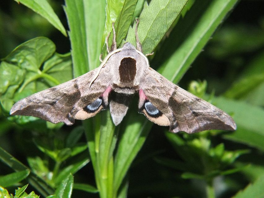 Smerinthus ocellatus - esti pávaszem