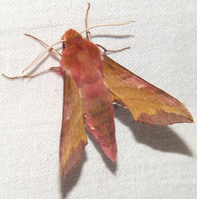 Deilephila porcellus - piros szender