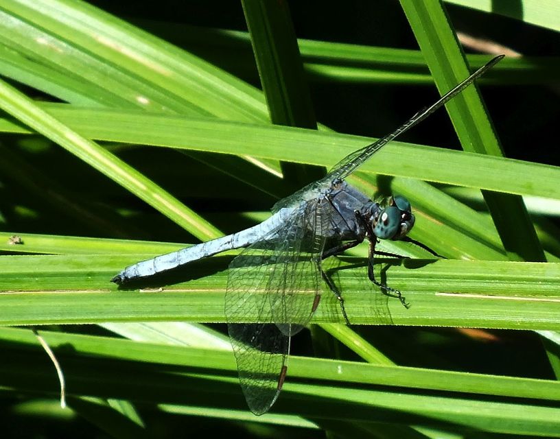 Orthetrum coerulescens - karcsú pásztorszitakötő