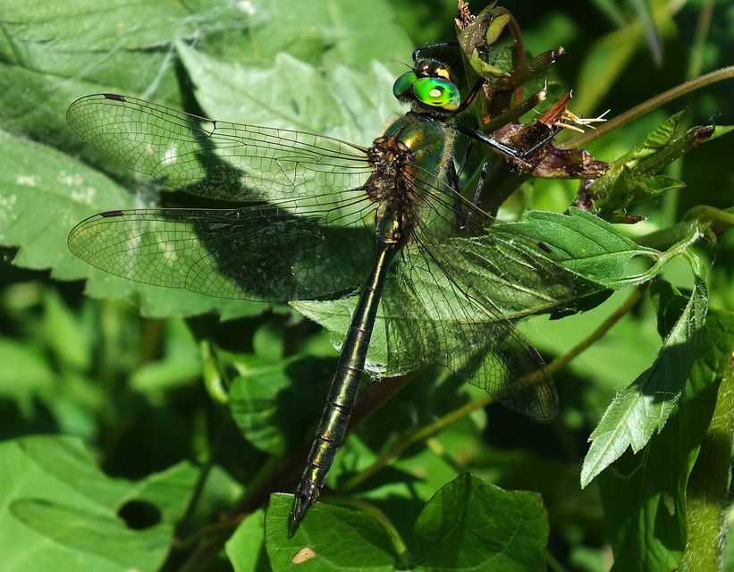 Somatochlora metallica - északi smaragdszitakötő
