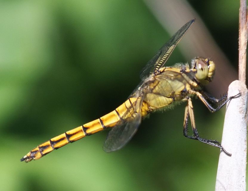 Orthetrum cancellatum - feketefarkú pásztorszitakötő