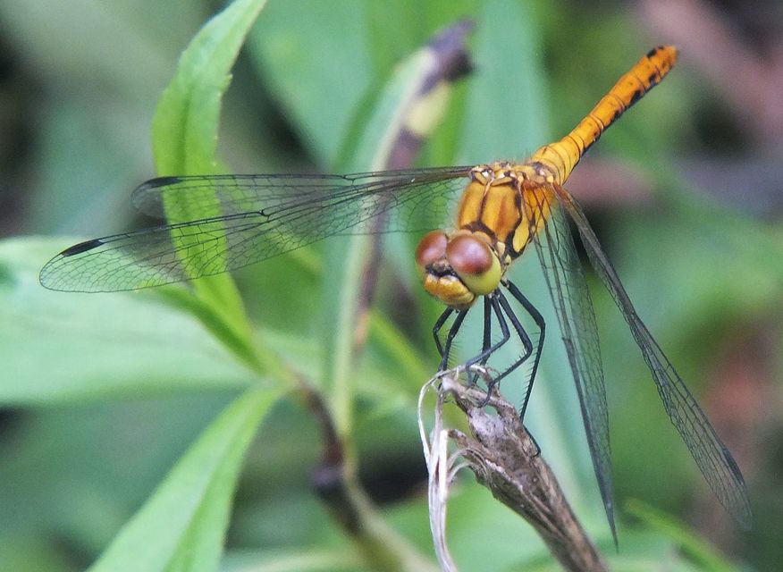 Sympetrum sanguineum - vörös katona-szitakötő