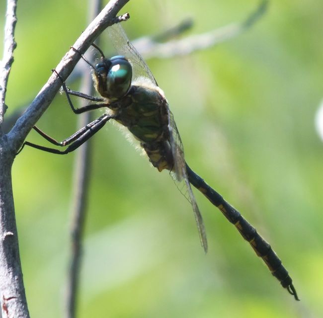 Somatochlora flavomaculata - sárgafoltos smaragdszitakötő