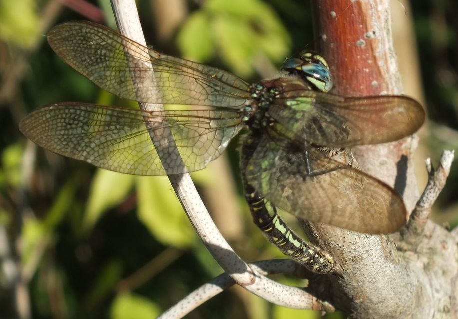 Brachytron pratense - szőrös karcsúacsa