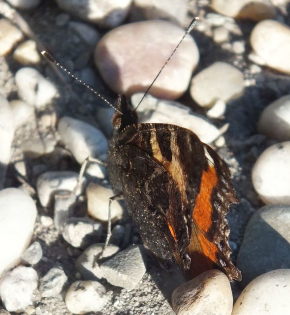 Nymphalis urticae - kis rókalepke