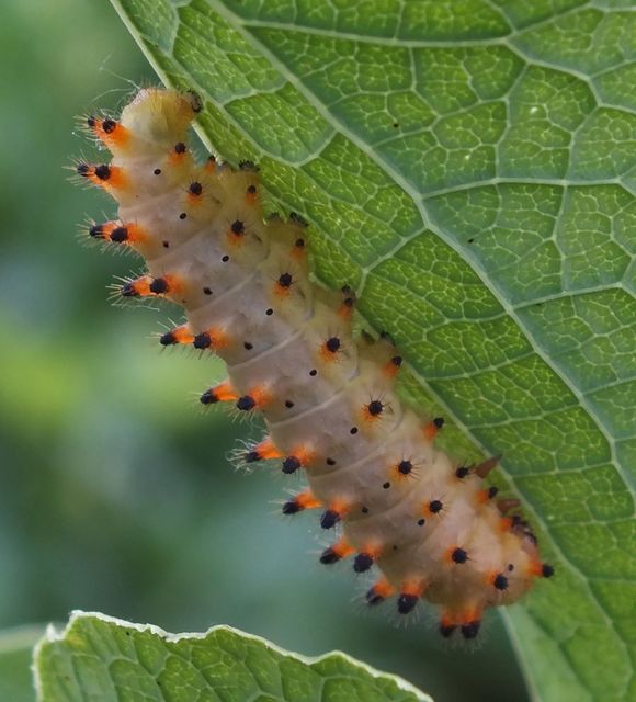 Zerynthia polyxena - farkasalmalepke