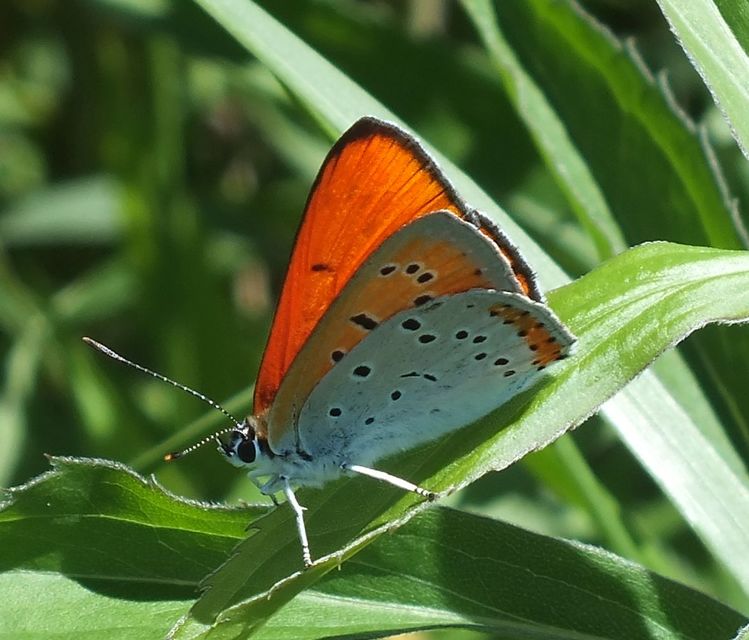 Lycaena dispar rutilus - nagy tűzlepke