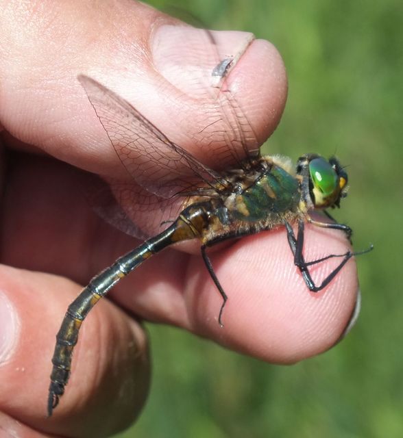 Somatochlora flavomaculata - sárgafoltos smaragdszitakötő