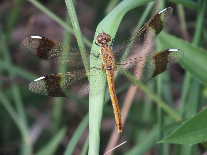 Sympetrum pedemontanum - szalagos katona-szitakötő