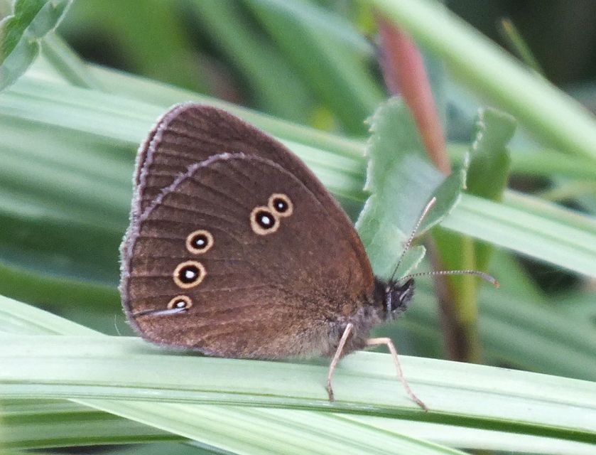 Aphantopus hyperanthus - közönséges ökörszemlepke
