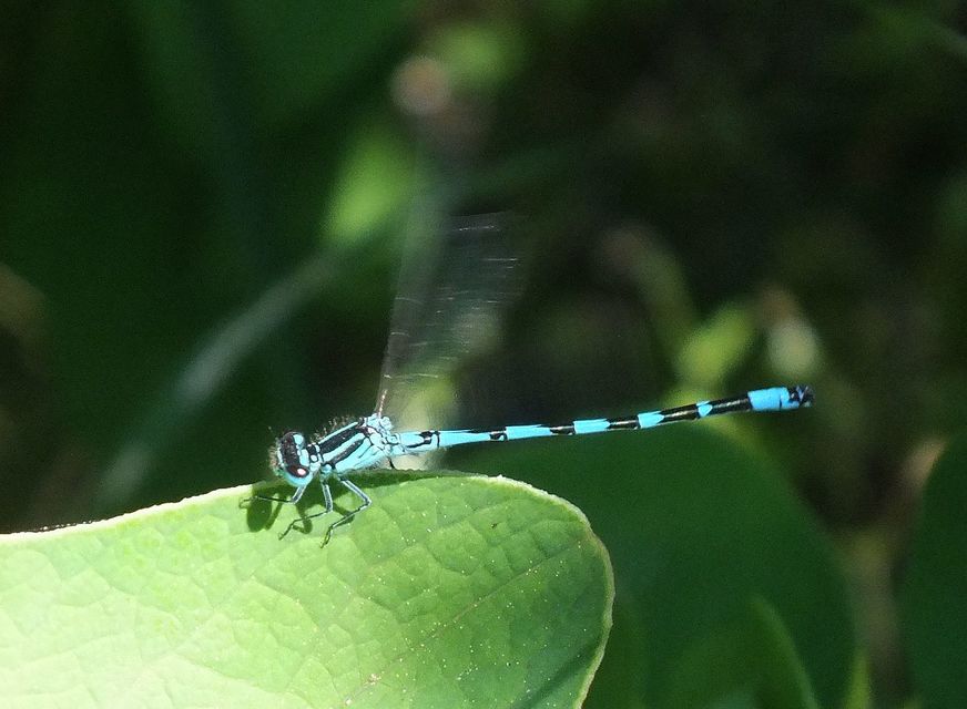 Coenagrion ornatum - díszes légivadász