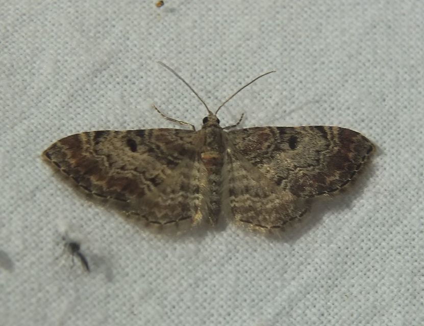 Eupithecia abietaria - nagyfoltú törpearaszoló
