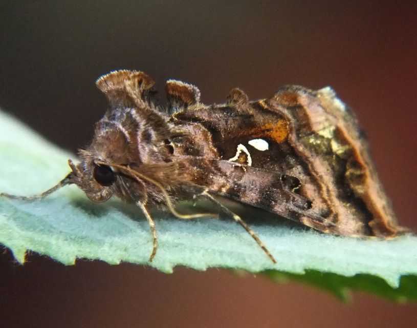 Autographa pulchrina - sötét aranybagoly