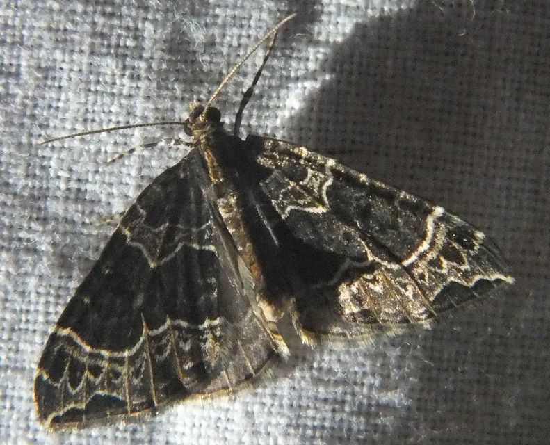 Ecliptopera silaceata - barna tarkaaraszoló