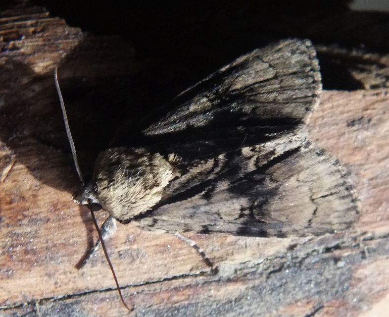 Acronicta alni - éger-szigonyosbagoly