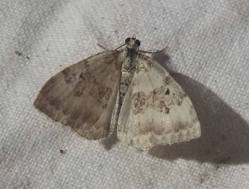 Xanthorhoe montanata - hegyi tarkaaraszoló