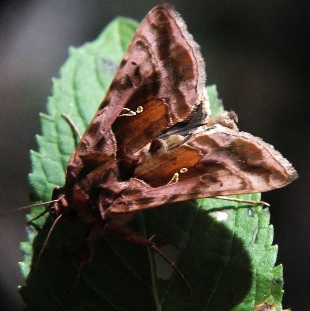 Autographa jota - i-betűs aranybagoly