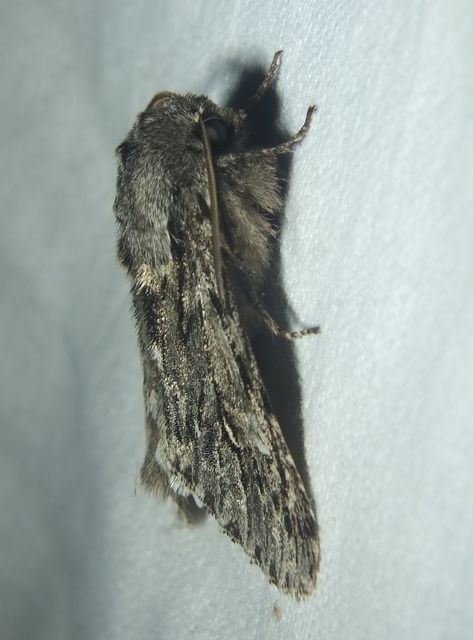 Brachionycha nubeculosa - zömök fésűsbagoly