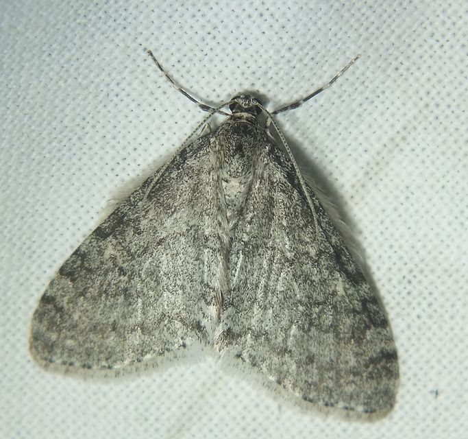 Trichopteryx carpinata - nyárfa-lebenyesaraszoló
