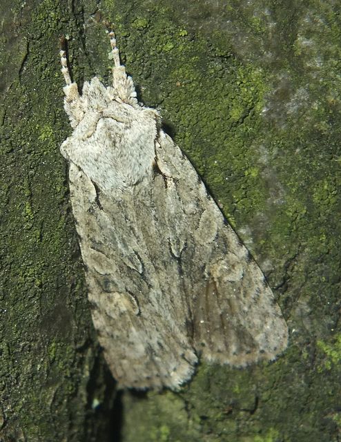 Lithophane ornitopus - közönséges fabagoly