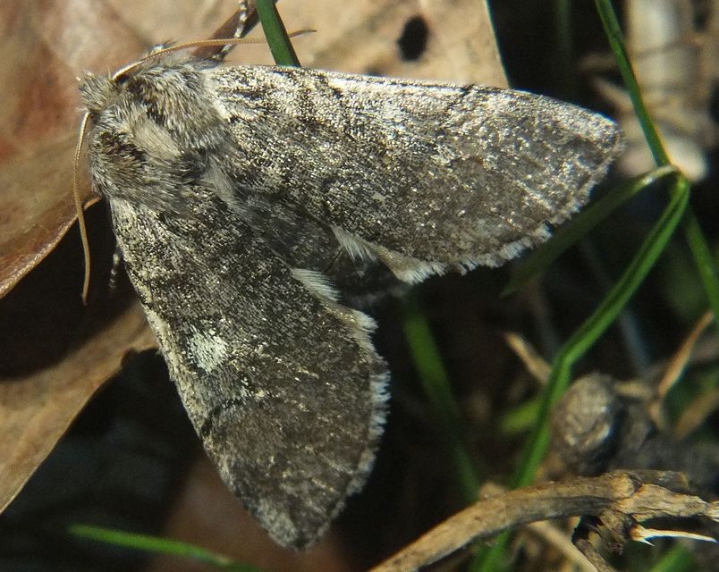 Achlya flavicornis - nyíres pihésszövő