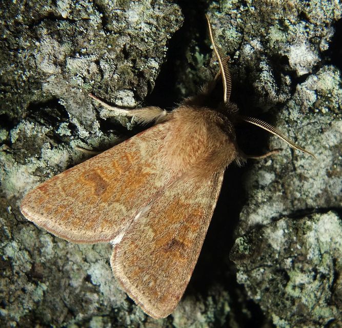 Orthosia miniosa - sárgás barkabagoly