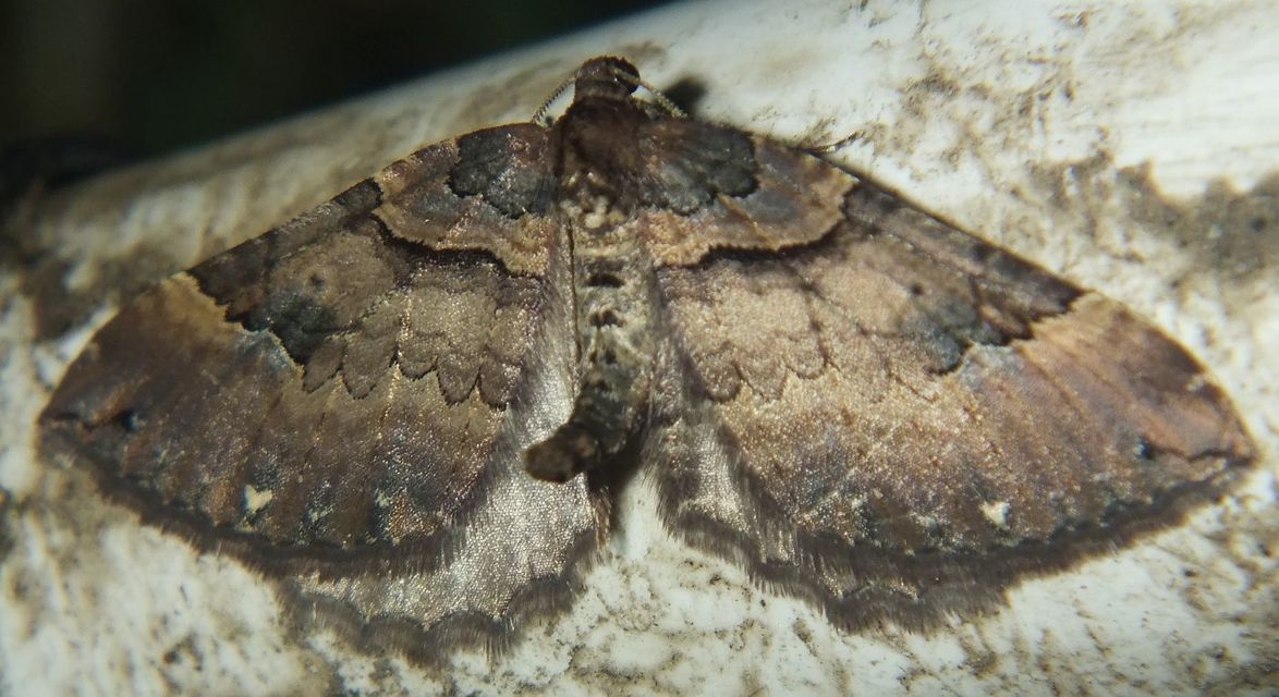 Earophila badiata - csipkerózsa-araszoló