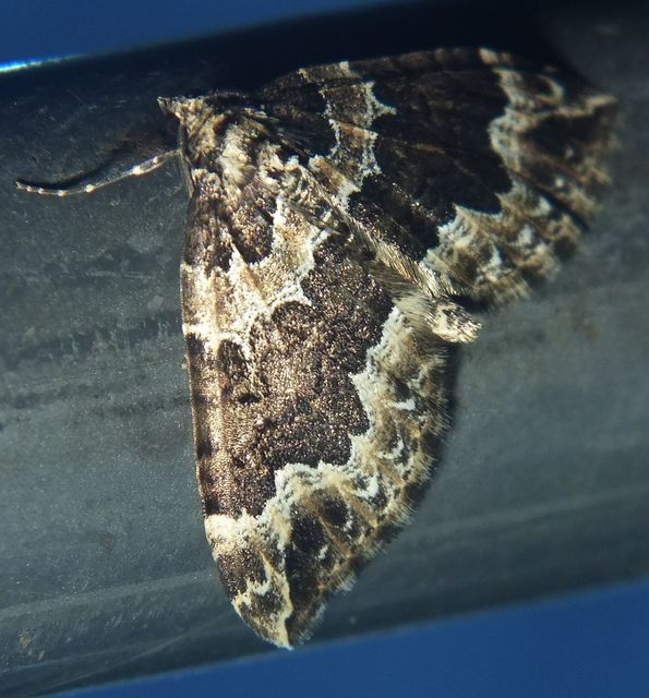 Lampropteryx suffumata - füstös araszoló