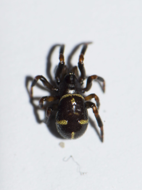 Asagena phalerata