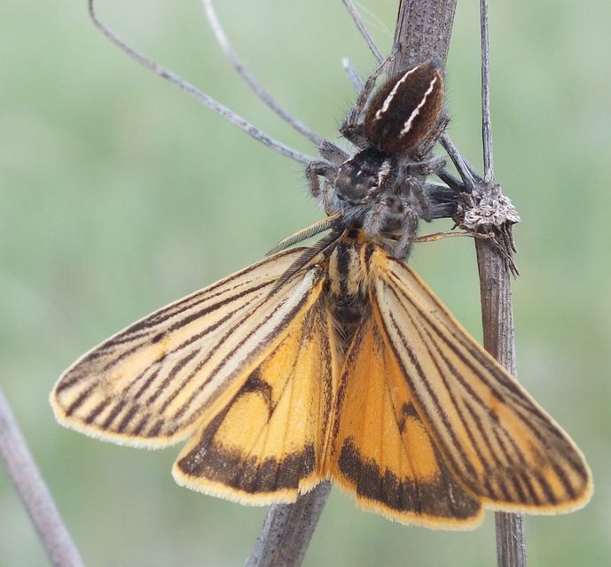Spiris striata - csíkos molyszövő