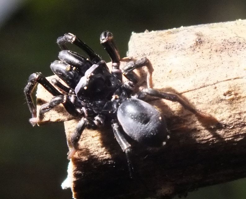 Atypus muralis - kövi torzpók