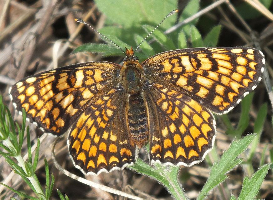 Melitaea phoebe - nagy tarkalepke