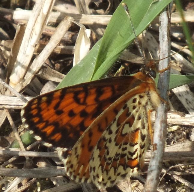 Melitaea trivia - kis tarkalepke