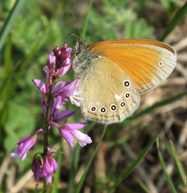 Coenonympha glycerion - közönséges szénalepke