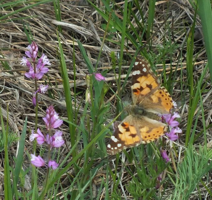Vanessa cardui - bogáncslepke