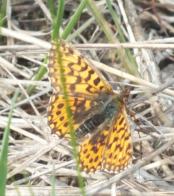 Boloria dia - kis gyöngyházlepke