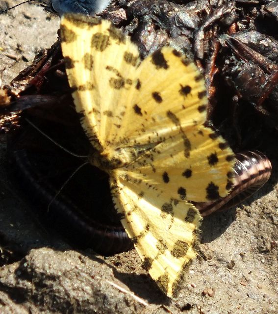 Pseudopanthera macularia - párducfoltos araszoló