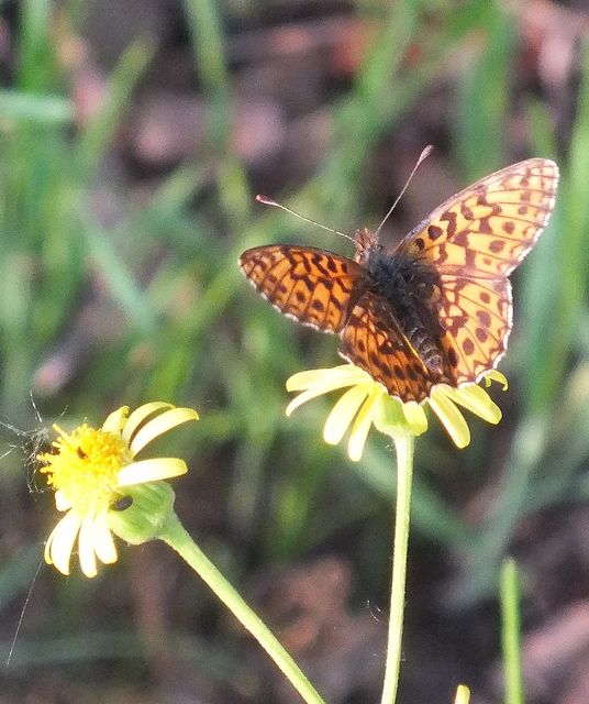 Boloria dia - kis gyöngyházlepke